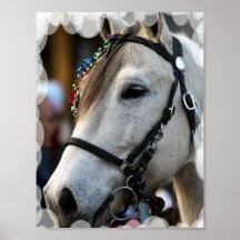 Lippizan Horse Poster