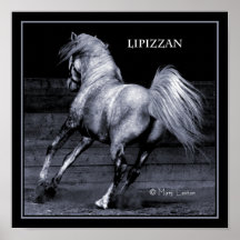 Lippizan Poster