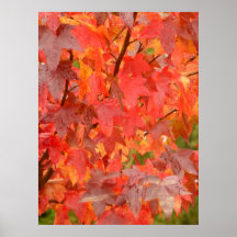 Liquidambar Leaves Poster
