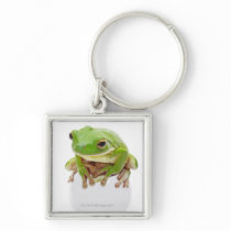 Litora Infrafrenata, Frog Keychain