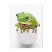 Litora Infrafrenata, Frog Postcard