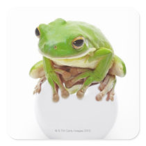 Litora Infrafrenata, Frog Stickers