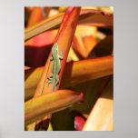 Little Anole Print