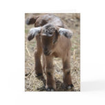 Little Baby Goat Greeting Cards