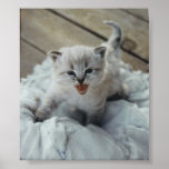 little baby kitten