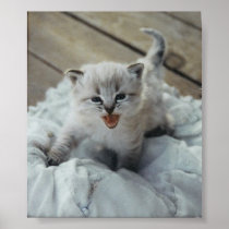 little baby kitten