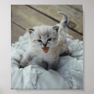 little baby kitten print by jake0601
