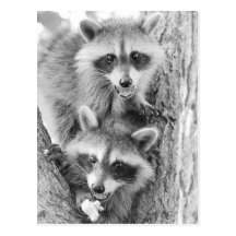 Little Bandits Post Cards