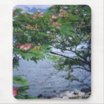 Little Bay Park flowering mimosa tree mousepads