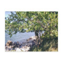 Little Bay Park tree and rocks postcards