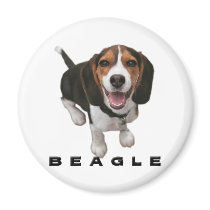 Little Beagle