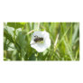 little bee custom photo card