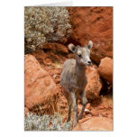 Little Big Horn Greeting Card