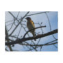 Little Bird Postcard