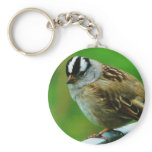 Little Birdie Wild Bird Photo