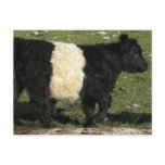 Little Black Beltie Calf Post Cards