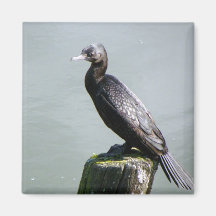 Little Black Shag Fridge Magnet