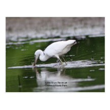 Little Blue Heron Postcards