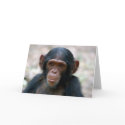 Little Boy cards