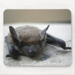 Little brown bat (Myotis lucifugus) mousepads