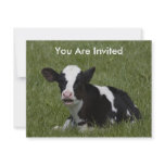 Little Calf invitations