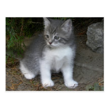 little cat Bondu Postkarte