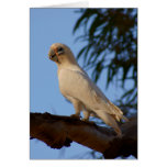 little Corella cards