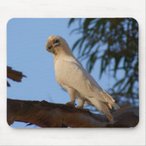 little Corella Mouse Pad