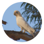 little Corella Round Stickers