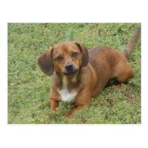 Little dog dashhund mix post card