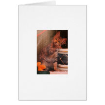 little drummer kitten cards