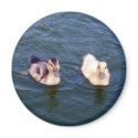 Little Ducklings Magnet