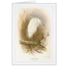 Little Egret Card