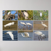 Little Egret Collage Posters