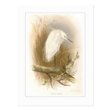 Little Egret Postcards