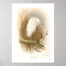 Little Egret Posters