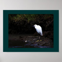 Little Egret Print