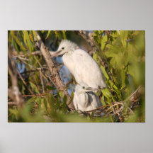 Little egrets poster