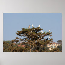 Little Egrets Posters