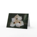 little flower cards