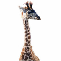 "Little Giraffe" Wildlife Animal Watercolor Photo Sculpture