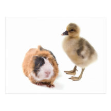 little goose and guinea pig carte postale