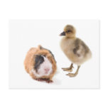 little goose and guinea pig carte postale