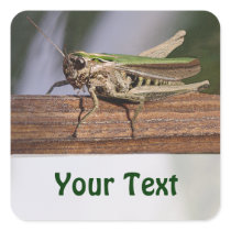 Little Green Grasshopper Name Gift Tag Bookplate