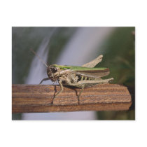 Little Green Grasshopper