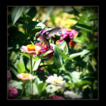 Little Hummingbird posters