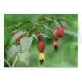 Little Imp Abutilon Flowers Greeting Card
