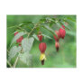 Little Imp Abutilon Flowers Postcards