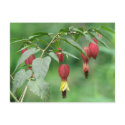 Little Imp Abutilon Flowers postcards