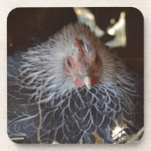 Little Japanese Bantam hen. Drink Coasters